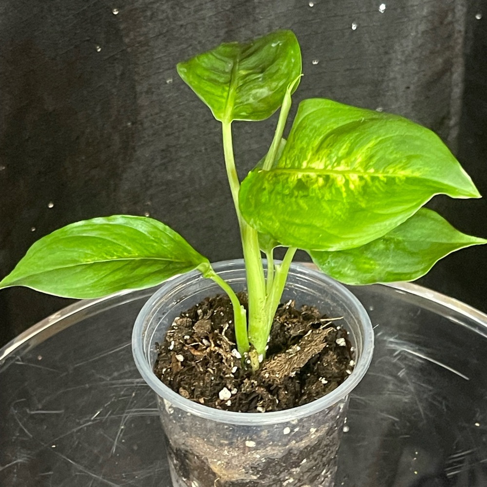 Dieffenbachia Plant